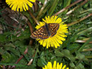 Euphydryas aurinia aurinia (Skabiosen-Scheckenfalter) / CH BE Hasliberg 1800 m, 13. 05. 2007