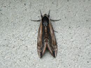 Sphinx ligustri (Ligusterschwärmer) / SPHINGIDAE (Schwärmer)