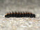 Macrothylacia rubi (Brombeerspinner, erwachsene Raupe dorsal) / CH BE Hasliberg 1180 m, 03. 09. 2015