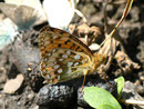 Argynnis aglaja (Grosser Perlmuttfalter) / CH VS Montagne de Fecon 1590 m, 07. 08. 2012