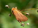 Malacosoma alpicola (Alpiner Ringelspinner, Weibchen) / CH BE Hohgant 1780 m, 30. 07. 2012