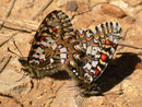 Zerynthia rumina (dasselbe Paar wie vorher) / E Andalusien, Sierra de Segura, Embalse del Tranco, Cortijo de los Archites 1100 m, 23. 04. 2012
