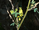 Melilotus / FABACEAE