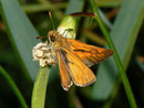 Ochlodes sylvanus (Rostfarbiger Dickkopffalter, Männchen) / HESPERIIDAE (Dickkopffalter)