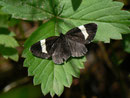 Baptria tibiale (Schwarzer Christophskrautspanner) / CH BE Hasliberg (Freilandaufnahme im Habitat)