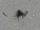 Ptilocephala plumifera (Fächerfühler-Sackträger) / CH VS Bratsch 950 m, 04. 03. 2013