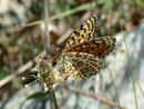 Melitaea didyma (Roter Scheckenfalter, Weibchen) / CH VS Gampel Jeizinen 890 m, 12. 07. 2011
