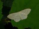Scopula floslactata (Gelblichweisser Kleinspanner) / CH BE Hasliberg 1070 m, 17. 06. 2016