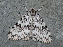 Lymantria monacha (Nonne) / LYMANTRIIDAE (Trägspinner)