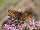 Boloria thore Boloria thore (Bergwald-Perlmuttfalter) NYMPHALIDAE/Heliconiinae (Edelfalter) 