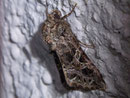 Sideridis rivularis (Violettbraune Kapseleule) / NOCTUIDAE (Eulen)