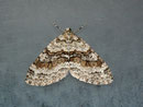 Nothocasis certata (Ahorn-Blattspanner) / GEOMETRIDAE/Larentiinae (Spanner)