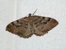 Hydria (Rheumaptera) cervinalis (Grosser Berberitzenspanner) / GEOMETRIDAE/Larentiinae (Spanner)