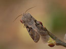 Orthosia gothica (Gothica Kätzcheneule) / CH BE Hasliberg 1050 m, 01. 04. 2016