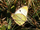 Colias croceus (Postillon, Männchen) / CH LU Schrattenfluh 1500 m, 09. 11. 2011