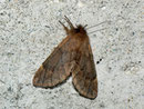 Ptilophora plumigera (Frost-Zahnspinner, Weibchen) / CH VS Goppenstein Bahnhofunterführung 1216 m, 04. 11. 2010