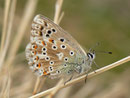 Polyommatus bellargus (Himmelblauer Bläuling, Weibchen) / CH VS Val d'Anniviers St-Luc Tignousa 2180 m, 11. 10. 2012