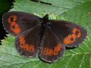 Erebia euryale f. adyte (Rotgestreifter Rundaugen-Mohrenfalter, Männchen) / NYMPHALIDAE/Tr. Erebiini (Edelfalter)