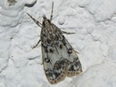 Eudonia lacustrata / CRAMBIDAE/Scopariinae (Zünsler)