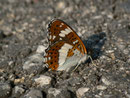 Limenitis camilla (Kleiner Eisvogel) / CH BE Hasliberg 1060 m, 02. 07. 2018