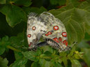 Parnassius apollo (Apollofalter) CH BE Hasliberg 1100 m, 30. 05. 2014