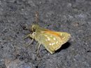 Hesperia comma (Kommafalter) / HESPERIIDAE (Dickkopffalter)