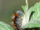 Lasiocampa quercus (Eichenspinner) / CH BE Hasliberg 1050 m, 10. 09. 2011, auf Buddleja davidii