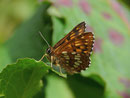 Hamearis lucina (Frühlings-Scheckenfalter) / CH SG Amden, Sellbach Tal 1260 m, 11. 05. 2015