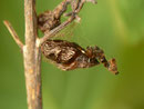 Apeira syringaria im Puppengespinst am Flieder (Syringa vulgaris).