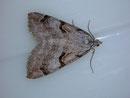 Aplocera praeformata (Johanniskrautspanner) / GEOMETRIDAE/Larentiinae (Spanner)