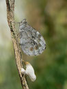 Lasiommata maera (Braunauge) / CH BE Hasliberg, 26. 06. 2015 (Zuchtfalter)