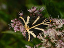 Euplagia quadripunctaria (Russischer Bär) / CH BE Hasliberg 1150 m, 28. 07. 2015