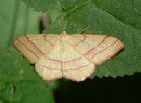 Rhodostrophia vibicaria (Rotbandspanner) / GEOMETRIDAE/Sterrhinae (Spanner)