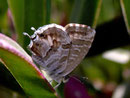 Cacyreus marshalli (Pelargonienbläuling) / LYCAENIDAE/Polyommatini (Bläulinge)