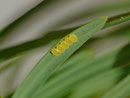 Minoa murinata (Freilandfund durch Eiablage-Beobachtung des Weibchens. Die Eier werden auf die Blattoberseite von Wolfsmilch abgelegt - hier auf Euphorbia cyparissias.)