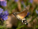 Macroglossum stellatarum (Taubenschwänzchen) / SPHINGIDAE (Schwärmer)