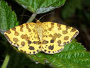 Pseudopanthera macularia (Fleckenspanner/Pantherspanner) / GEOMETRIDAE/Ennominae (Spanner)