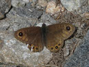 Lasiommata petropolitana (Braunscheckauge) / CH GR Alp Stabveder Motton 1982 m , 24. 06. 2015