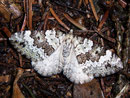 Colostygia laetaria (Baldrian-Bindenspanner) / GEOMETRIDAE / Larentiinae