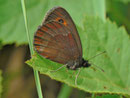 Erebia aethiops  (Graubindiger Mohrenfalter, Männchen) / CH BE Hasliberg 1070 m, 03. 08. 2013