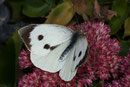 Pieris brassicae (Grosser Kohlweissling, Weibchen) / PIERIDAE/Pierinae (Weisslinge)