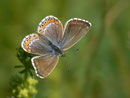 Polyommatus bellargus (Himmelblauer Bläuling, Weibchen) / CH BE Hasliberg 1150 m, 26. 05. 2013