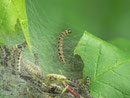 Yponomeuta evonymella (Traubenkirschen-Gespinstmotte) / CH OW Giswil Usser Allmend, Schwerzbachried, Dreiwässerkanal 483 m, 08. 05. 2014
