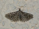 Alucitidae (Federgeistchen)