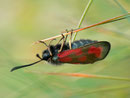 Zygaena loti (Beilfleck-Widderchen)