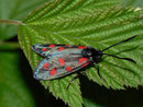 Zygaena filipendulae (Sechsfleck-Widderchen) / ZYGAENIDAE (Widderchen, Blutströpfchen)