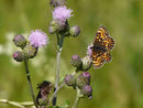 Melitaea phoebe (Flockenblumen-Scheckenfalter) / CH VS Grône, Loye 911 m, 11. 07. 2018