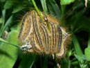 Malacosoma alpicola (Wolfsmilch-Ringelspinner) / CH VS Col de Verne 1490 m, 09. 07. 2012
