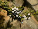 Juniperus sabina (Sadebaum, Stinkwacholder) / Cupressaceae