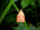 Hypercallia citrinalis / AMPHISBATIDAE